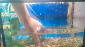 Запуск аквариума 10 литров !