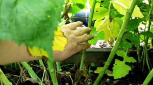 Ремонтантная малина Маравилла:: Прореживание и подкормка// Родео от телят Джерси