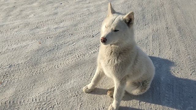 Чудо с голубыми глазами!!! Shorts//короткие видео// смотреть онлайн