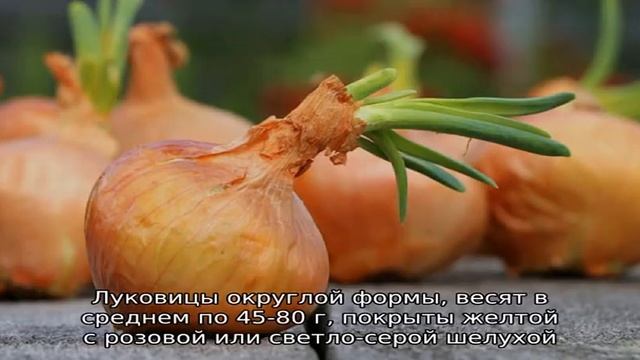 Схемы посадки и правила ухода за озимым луком смотреть онлайн