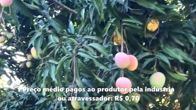 LUCRE + 17 mil em TERRA RUIM e SECA plantando MANGA. смотреть онлайн