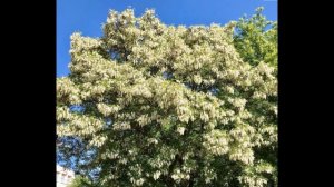 Опасные виды инвазивных растений - Робиния лжеакация
