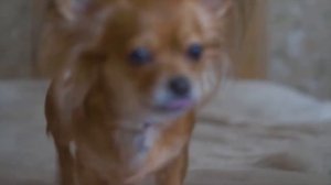 Лучшая расслабляющая музыка для собак Для сна ? Успокаивающая музыка для щенков с тревогой!