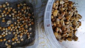 Подготовка и посев семян кукурузы в открытый грунт.