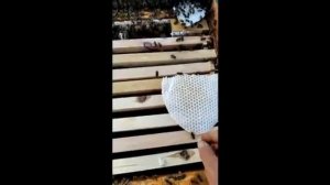 Вывод пчёл из жёсткого роевого состояния на 100%. Искусственное роение пчёл.  Все подробности