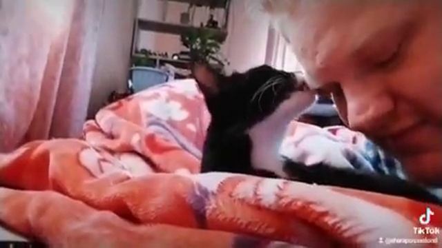котёнок любит хозяина и умывает его. смотреть онлайн