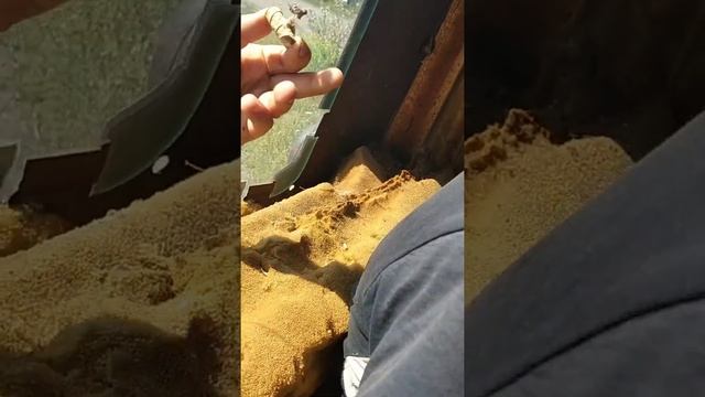 Обзор на двор в деревне