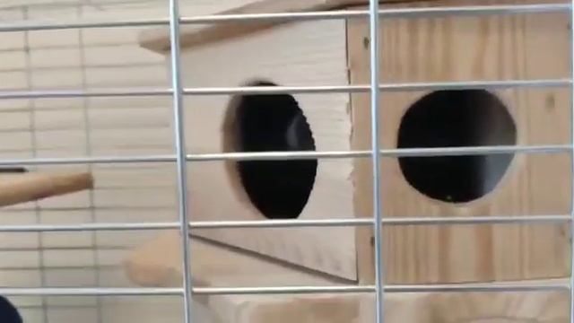 УХОД ЗА ШИНШИЛЛОЙ // Что надо знать покупая шиншиллу //Содержание шиншилл // Tin i Tinka club смотреть онлайн