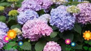 Гортензия крупнолистная Блумстар. Краткий обзор, описание hydrangea macrophylla Bloomstar