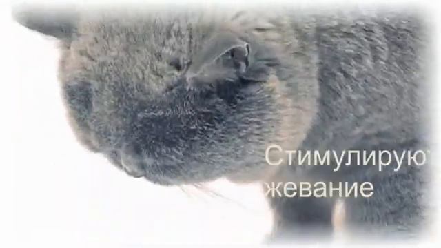 Роялк Канин Британская короткошерстная смотреть онлайн