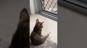 Смешные коты