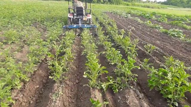 Окучивание картофеля минитрактором смотреть онлайн