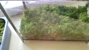 сохранение живого мха сфагнума в домашних условиях