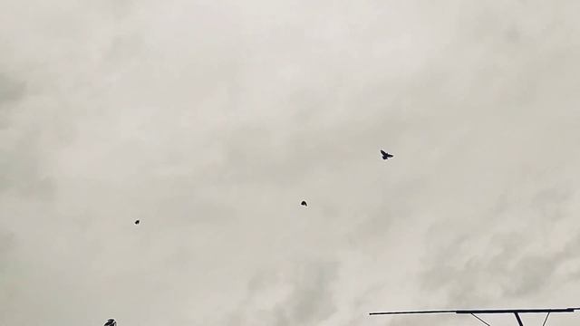 Николаевские голуби | Подъём голубей... после перерыва... 31.10.2022г. смотреть онлайн