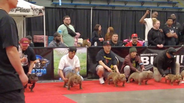 American Bully Show --- MN Bully Unleashed, May 6, 2023 смотреть онлайн