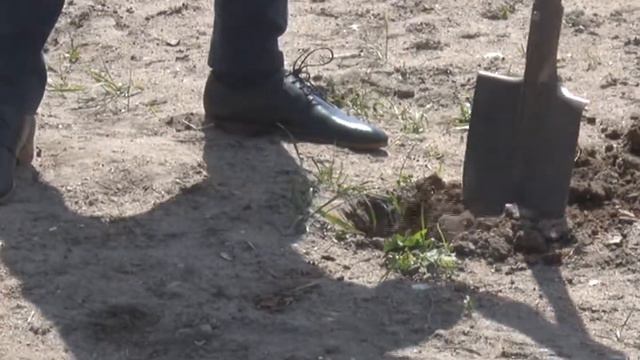 В Ржеве стало на несколько туй больше смотреть онлайн