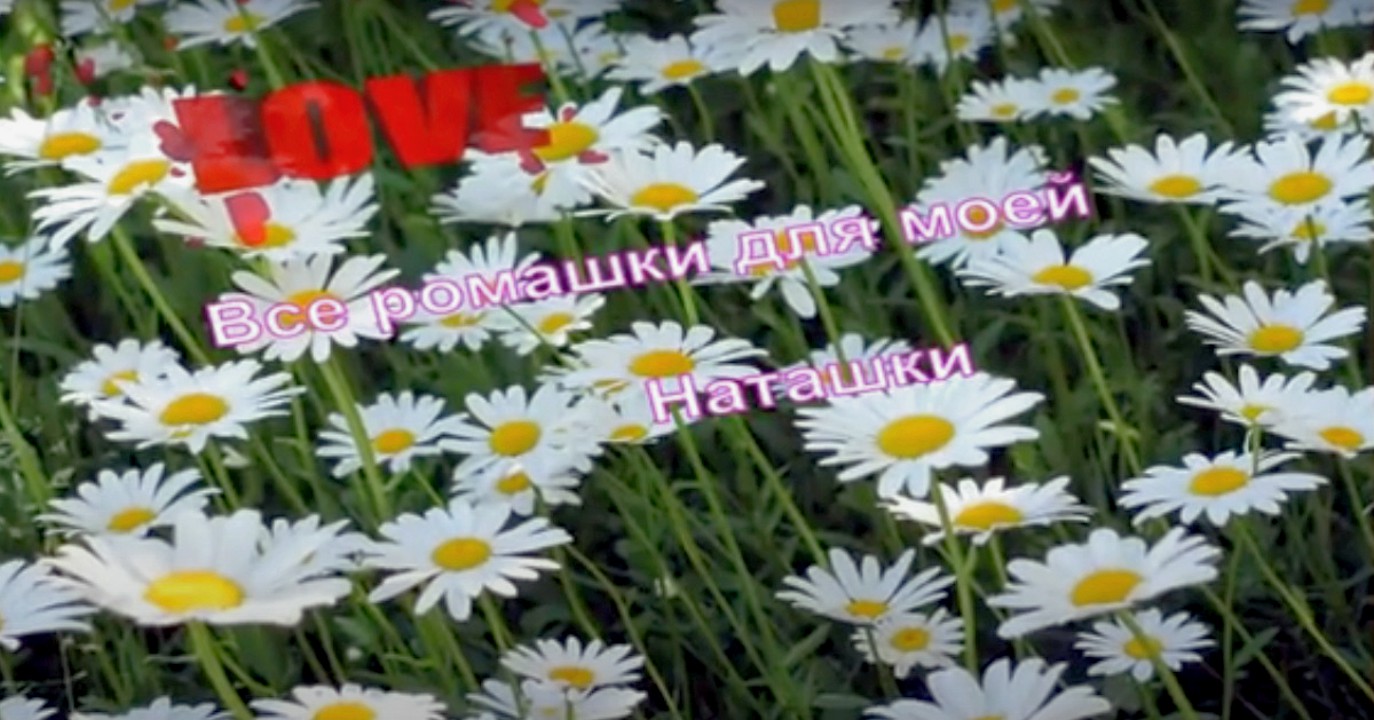 Ромашки для Наташки