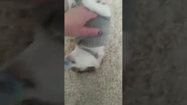 благодарю за любовь ❤️ привет от Казановы выпускника питомника чихуахуа Кастропуло смотреть онлайн