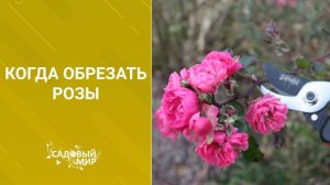 Когда обрезать розы