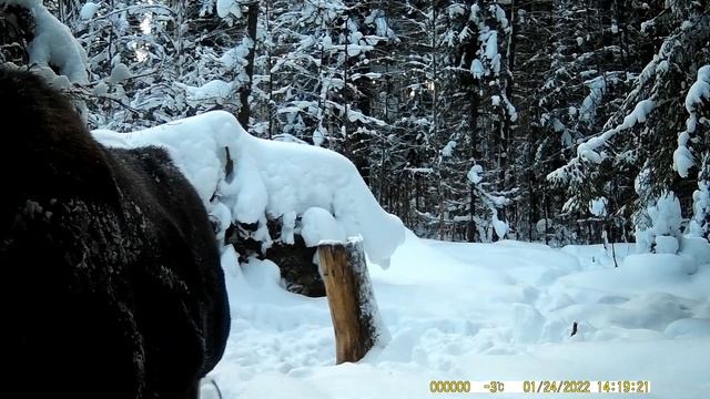 Лоси зимой на солонце.Солонец работает круглый год смотреть онлайн