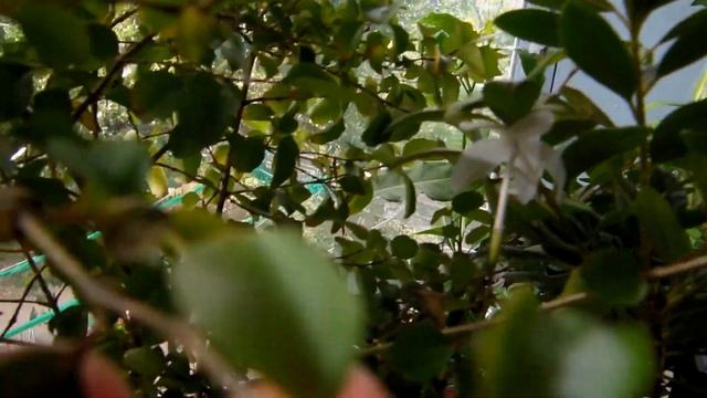 # Комнатные цветы - моя любовь, пожиратели моего свободного времени, и места на подоконниках. смотреть онлайн