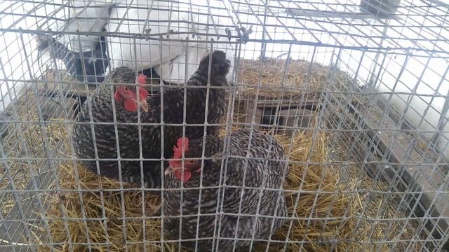 Яичные куры Доминант. смотреть онлайн