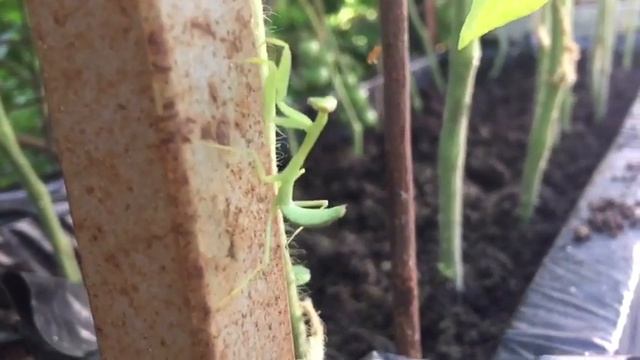 мой домашний зверь смотреть онлайн