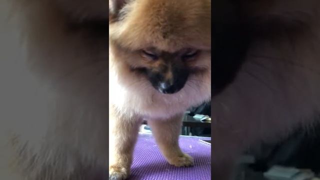 Шпиц стрижка смотреть онлайн