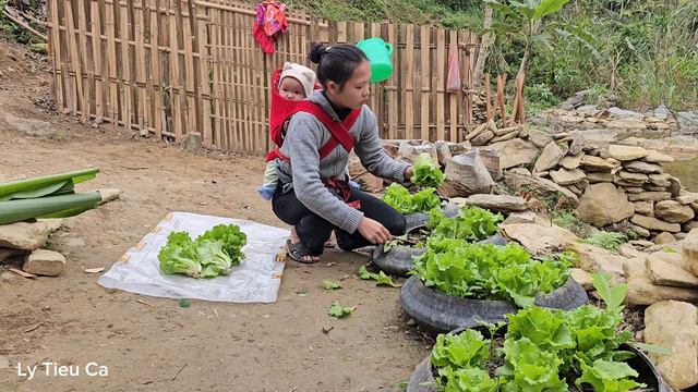 Harvesting Vegetables on the Farm to Sell & Raising More Wild Chickens | Ly Tieu Ca смотреть онлайн