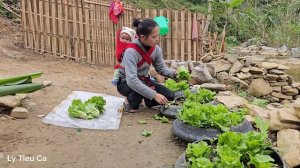 Harvesting Vegetables on the Farm to Sell & Raising More Wild Chickens | Ly Tieu Ca