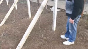 виноград на горизонтальной шпалере часть 2