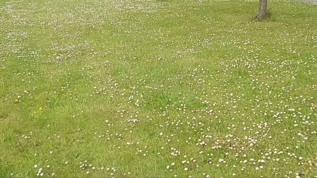 Bellis Perennis Flowers | Most Amazing And Beautiful Bellis Perennis Flowers ? | Common Daisy смотреть онлайн