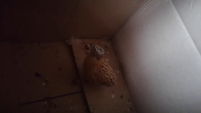 Перепел кукарекает смотреть онлайн