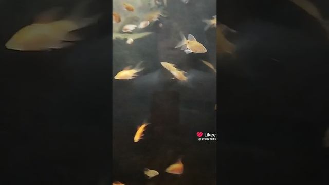 1000036046.mp4
