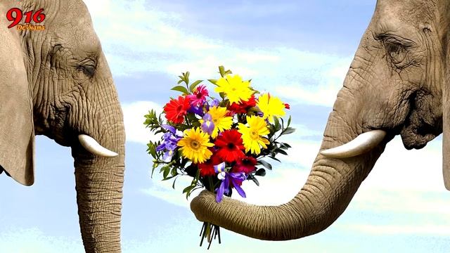 Я СЛОНенок, ИНТЕРЕСНЫЕ ФАКТЫ О СЛОНАХ и ГДЕ ОНИ ТАНЦУЮТ? смотреть онлайн