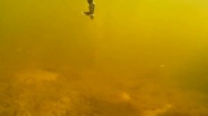 Подводная охота. Астраханская область, с. Тишково, 07.07.2020