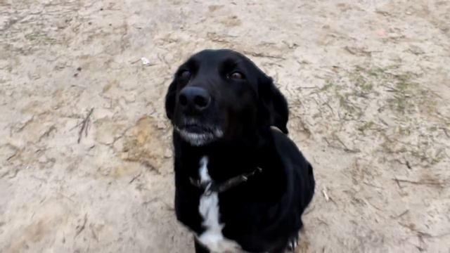 Собака обычного человека|Собака конника