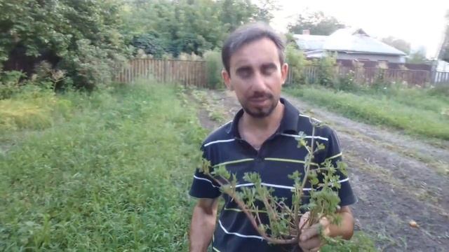 Портулак - самый полезный и вкусный сорняк (укр.) смотреть онлайн