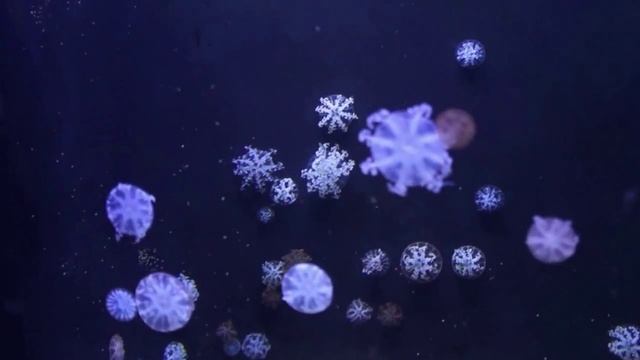 L'aquarium Barcelona, part 2 смотреть онлайн