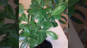 Фикус мокламе