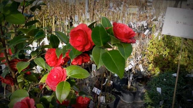 Camellia japonica_Black lace_ Winter rose #OneDay_OnePlant #Flora_toskana смотреть онлайн