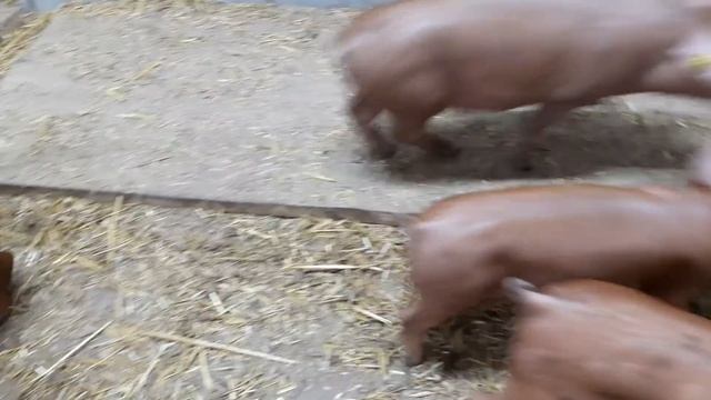 //Это супер кормушка для свиней //Моё мнение Свиновода Аматора о кормушке Groba// смотреть онлайн