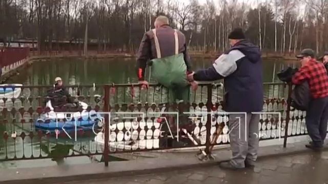 Сетями ловили сегодня лебедей, чтобы спасти их от мороза смотреть онлайн