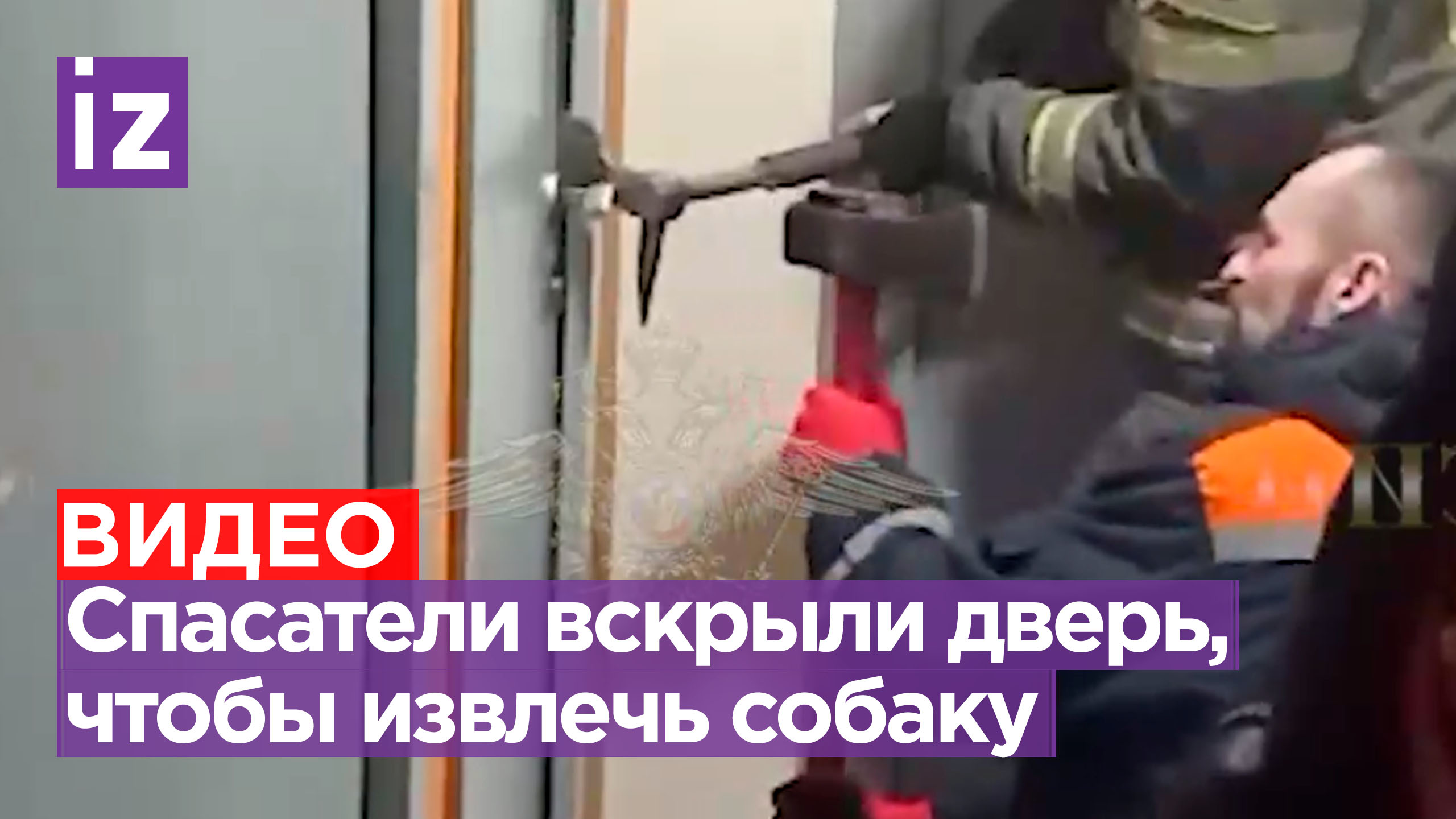 Кадры из Томилино, где спасатели вскрыли дверь квартиры и спасли запертого спаниэля смотреть онлайн