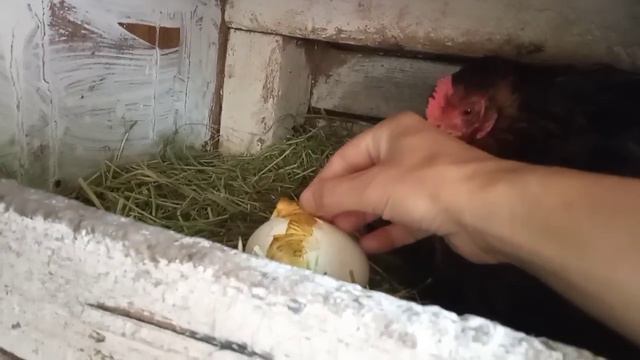 Я в шоке⚡Гусята вылупились, но под курицей неожиданный подарочек🤔Это просто чудо чудное!