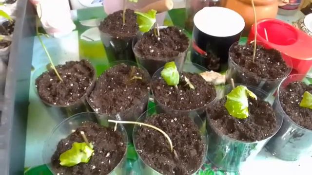 Рассада. Баклажаны. Батат. И немного сладкого перца.🌱☀️ смотреть онлайн