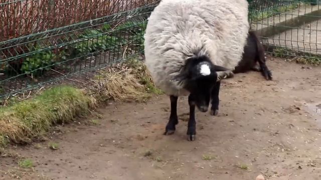 Животные Ярославского зоопарка. 02,05,2018г. смотреть онлайн