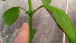 Шалфей вырос. Сальвия Дивинорум | Salvia Divinorum | Шалфей Предсказателей #5 (10.06.23)