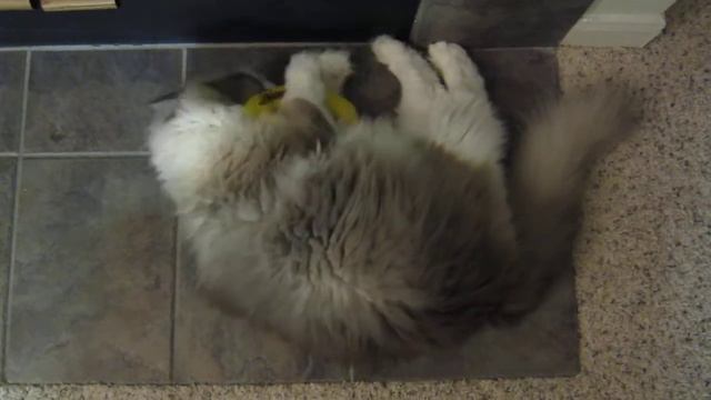Tyco: Blue-Mitted Ragdoll Playing With Yeowww! Catnip Banana смотреть онлайн