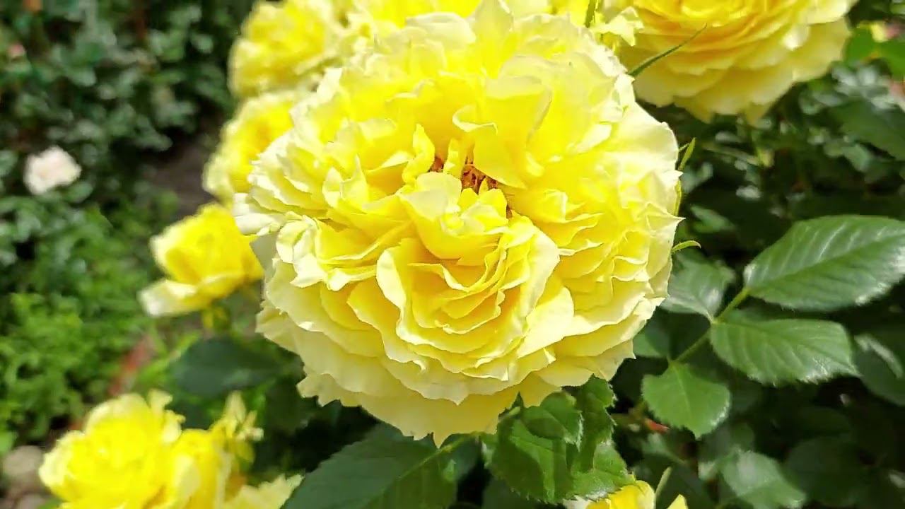 Лучшие розы для сада Флорибунды смотреть онлайн